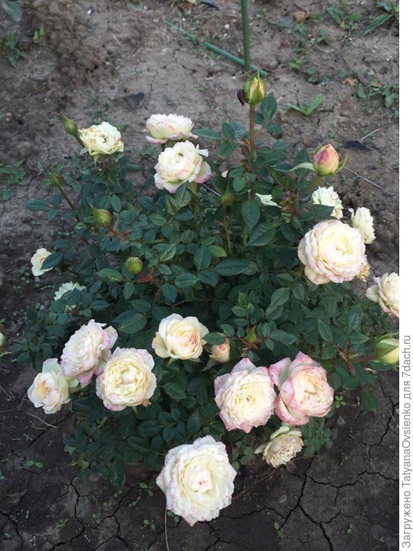 Роза комнатная "Дольче Вита"