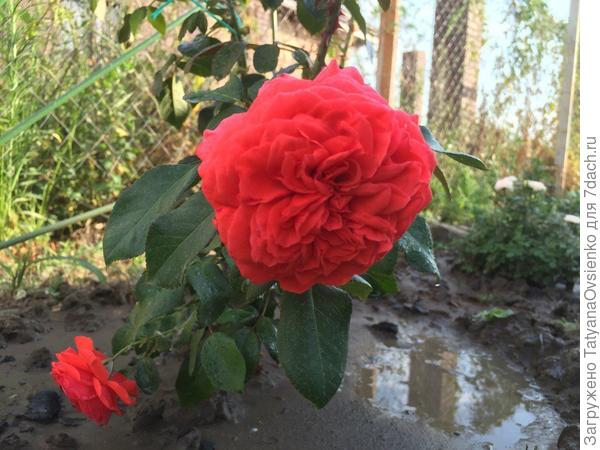 Роза "Салита" плетистая