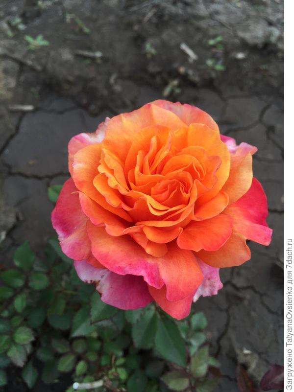 Роза "Чери виски" Купила в "Магните" в горшке "домашние розы"