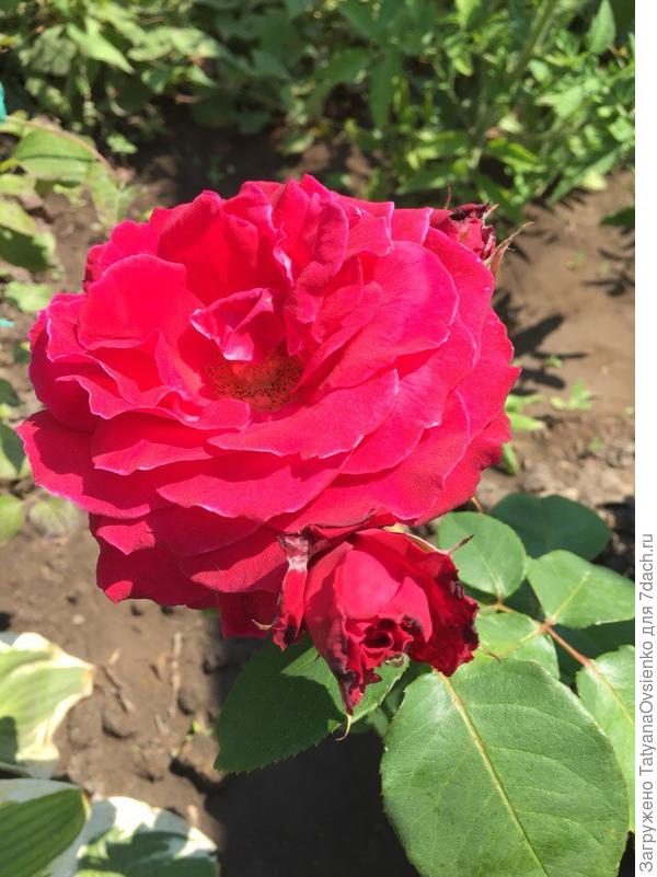 Роза "Фальстаф" купила в "Магните"