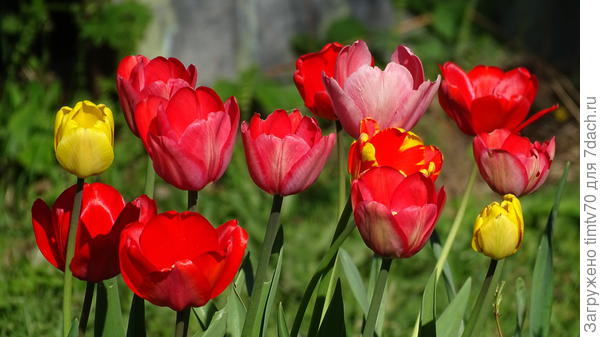 Триумф тюльпаны
