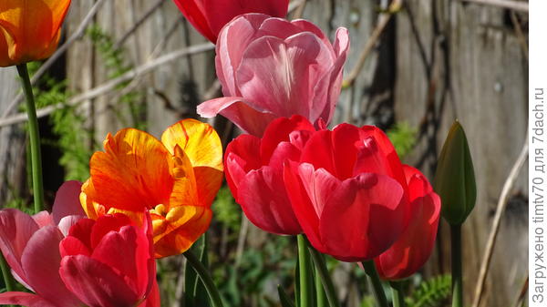 Триумф тюльпаны
