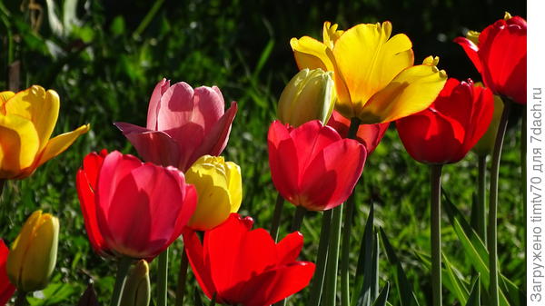 Триумф тюльпаны