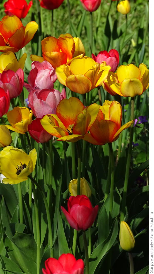Триумф тюльпаны