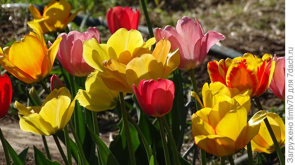 Триумф тюльпаны