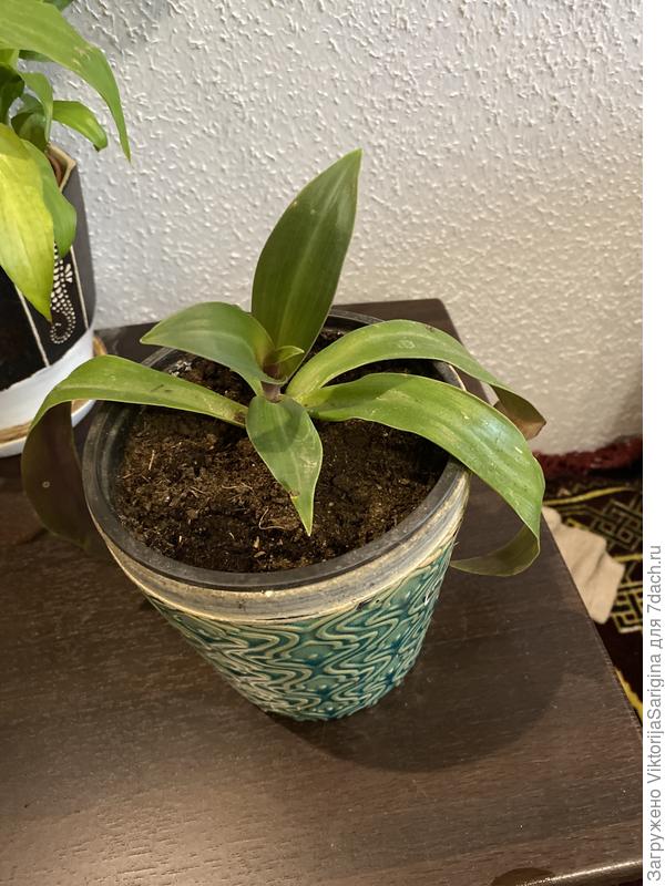 Что за растение?