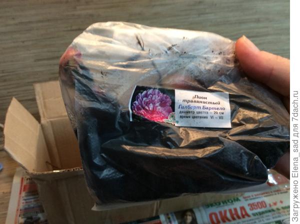 Пион, сейчас в холодильнике дожидается посадки