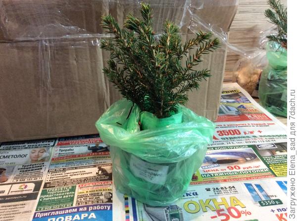 Ель Нидиформис карликовая, хвоя упругая, иголки не сыпятся