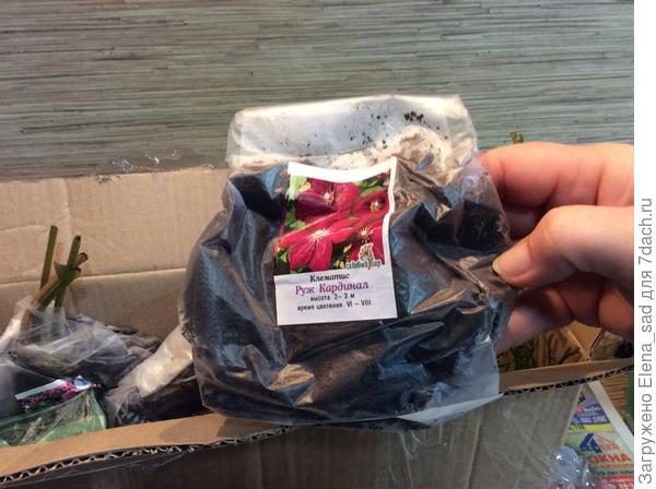 Клематис в качественном грунте как &quot;шелковый&quot;