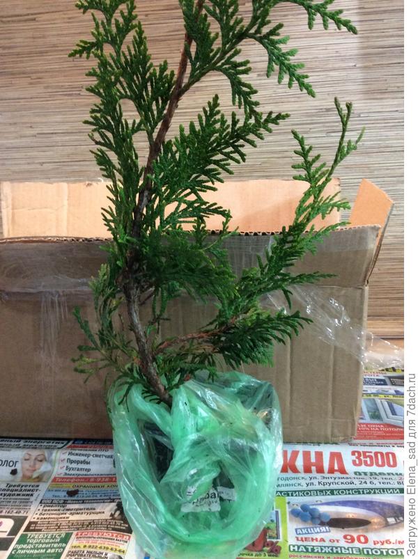 Туя Брабант сочно-зелёная