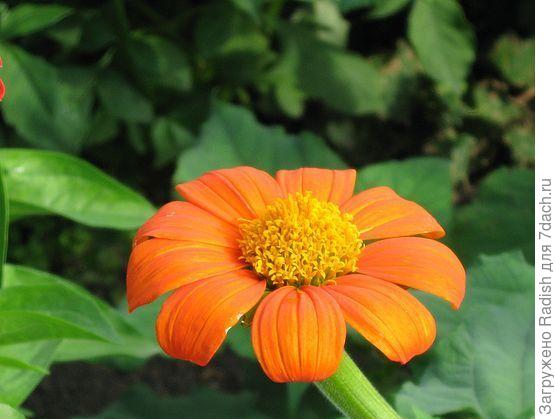 Титония, мексиканский подсолнух.  Фото давнее.