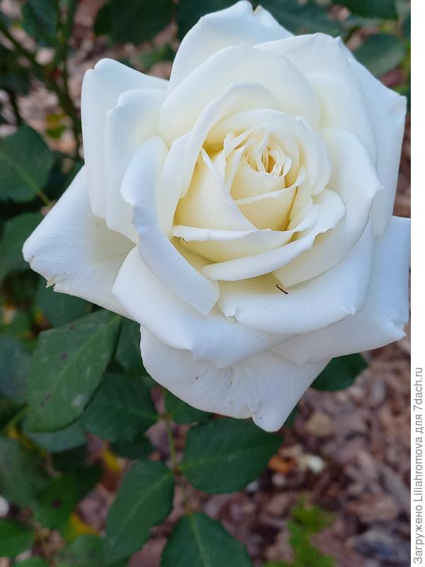 Оля!!! (MaxNokia!!!) С Днём Рождения! Детям улыбок! Родителям спокойствия! Мирного неба!