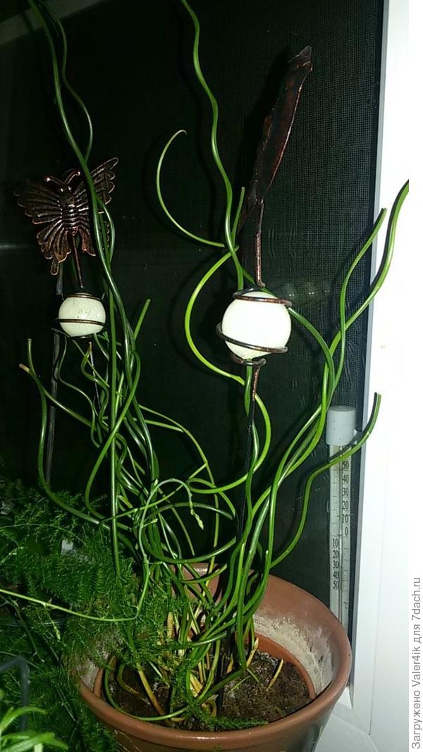 Что это за растение?0))