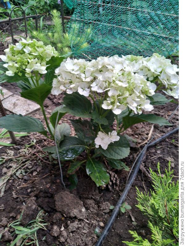 гортензия крупнолистная
