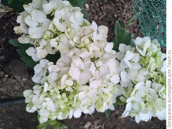 гортензия крупнолистная