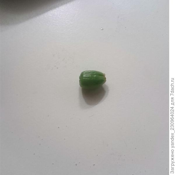 коробочки после цветения