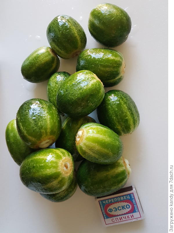 вот такой урожай, а попки ярко-выраженные только у моих?