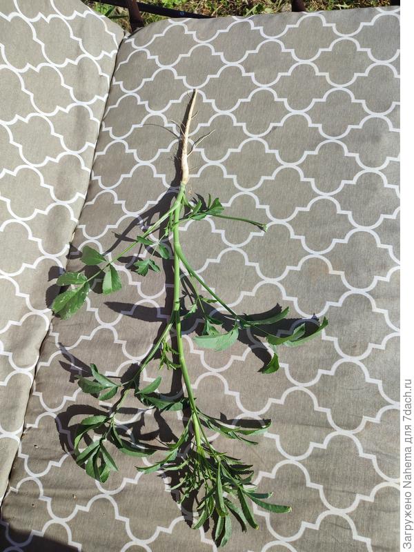 Псевдоморковь-2