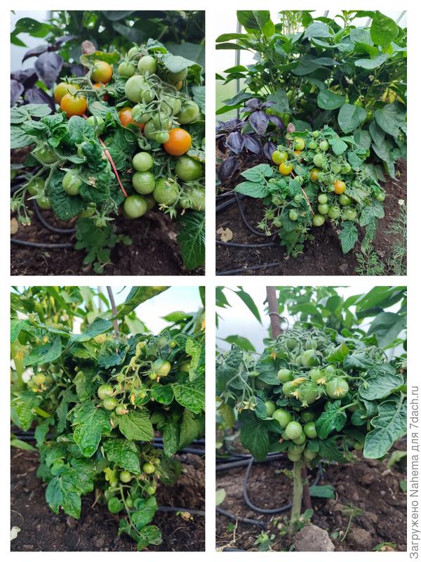 Помидоры черри &amp;quot;Клюква в сахаре&amp;quot;