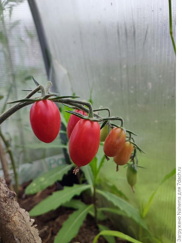 Помидоры &amp;quot;Малиновый фонтан&amp;quot;, черри