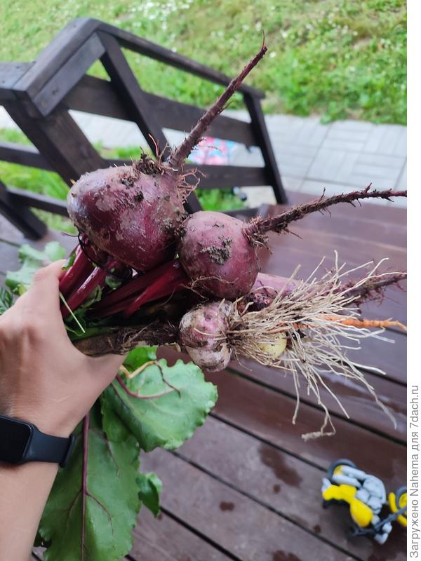 Свёкла, чеснок, лук и микроморковь