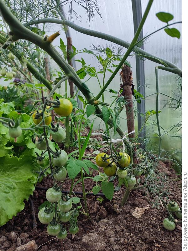 Помидоры &amp;quot;Вишня жёлтая&amp;quot;