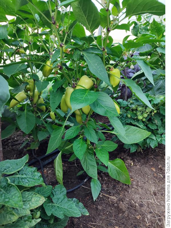 Перцы в этом году особенно радуют