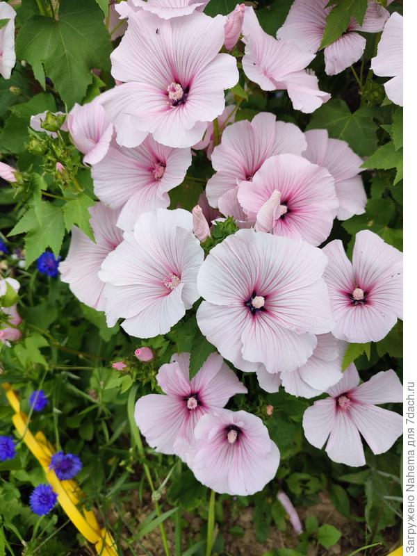 Другой кустик лаватеры поменьше, но также усыпан цветами