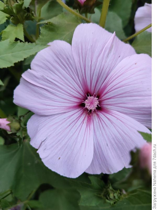 Цветок лаватеры поближе