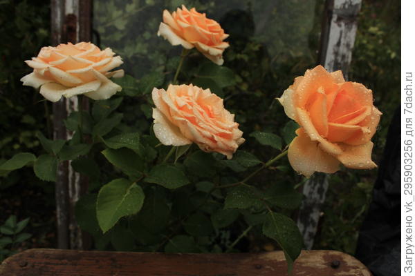 Любимые розы. Радовали несколко лет!. Сейчас , к сожалению, только на фото..