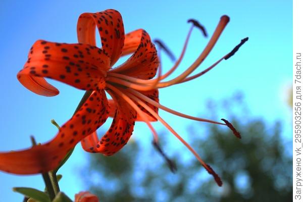 На фоне небесной сини обычный, казалось бы, цветок поражает  своими очертаниями