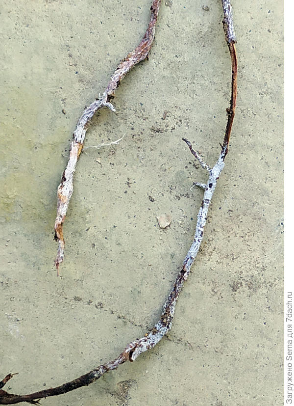 Белый налёт на корешках туи Брабант