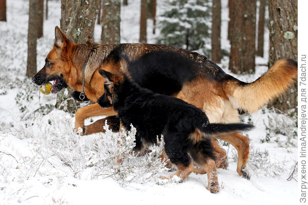 Побежали быстрей!
