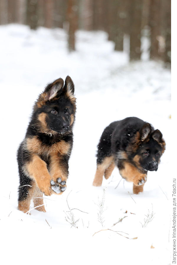 Сейчас догоним