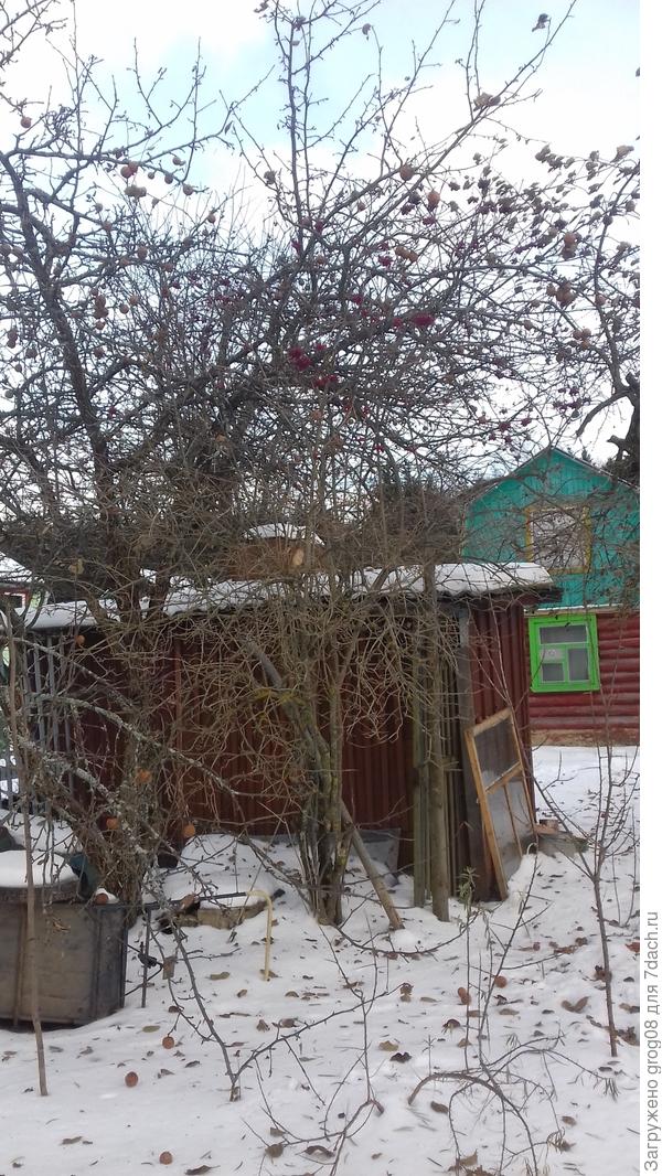 куст в центре калина. вообще не знаю зачем она. ничего с ней не делала, но и срубить не дала.