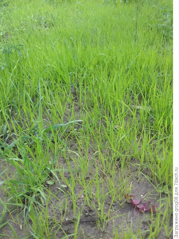 посеянный газон