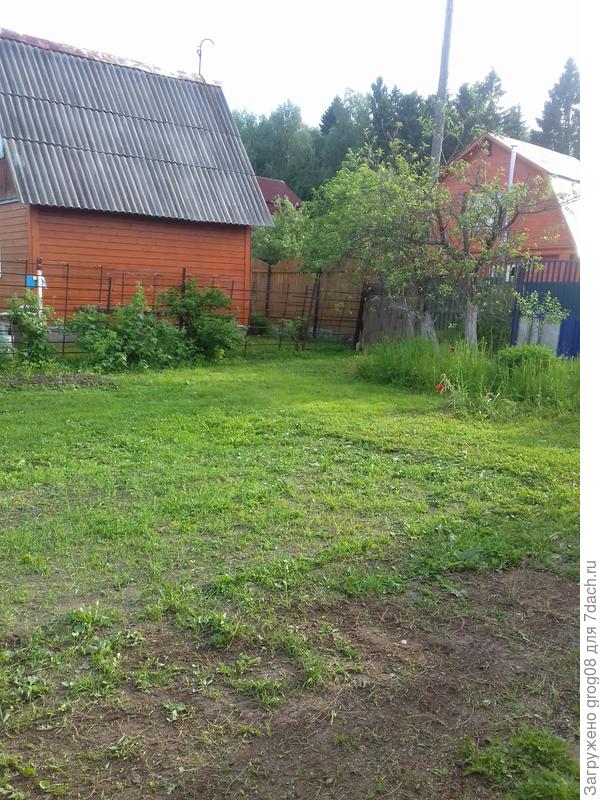 вид на будущий густой газон :)