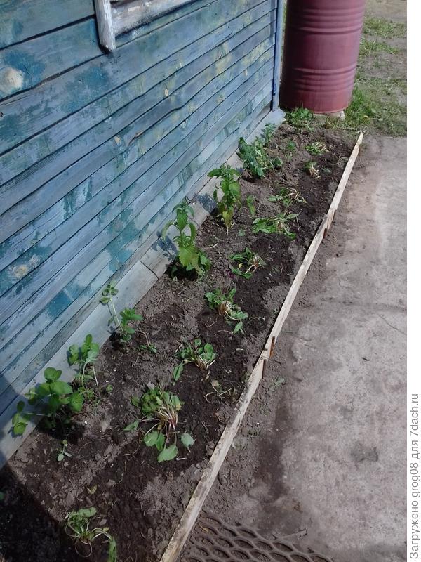 мелисса и мята, примула и посеянная маттиола. Как обычно взамен необустроенного участочка