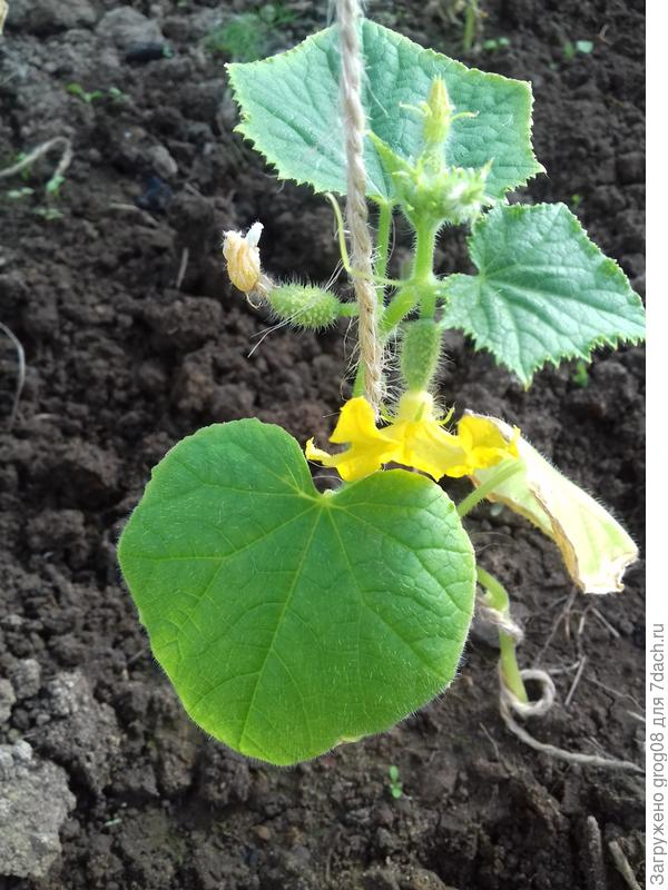 огурцы в теплице. три листа и уже огурчики. странный.