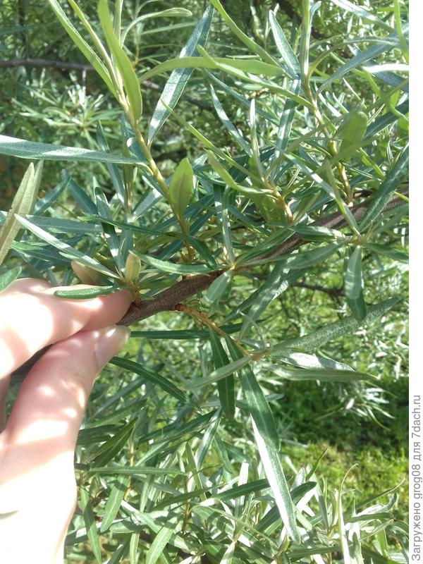 моя прелесть облепиха, надеюсь это опыленные ягодки )))