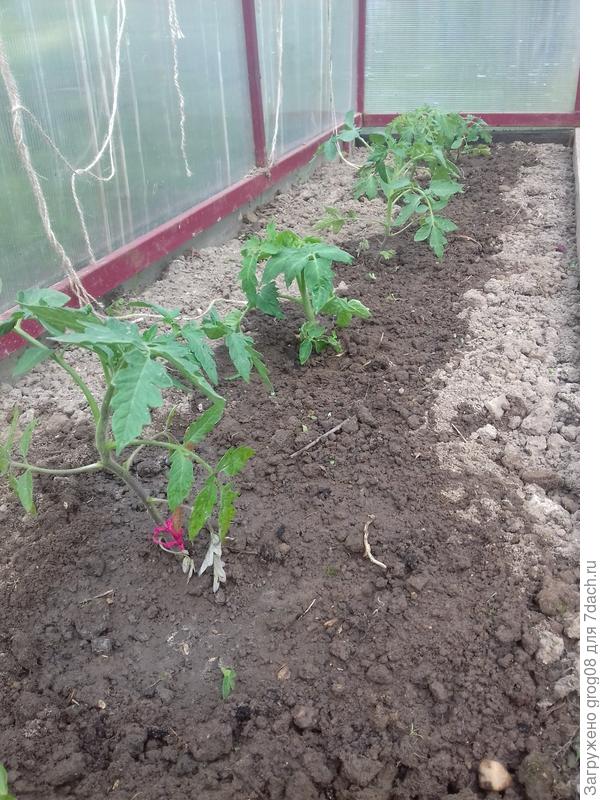 помидоры в теплице