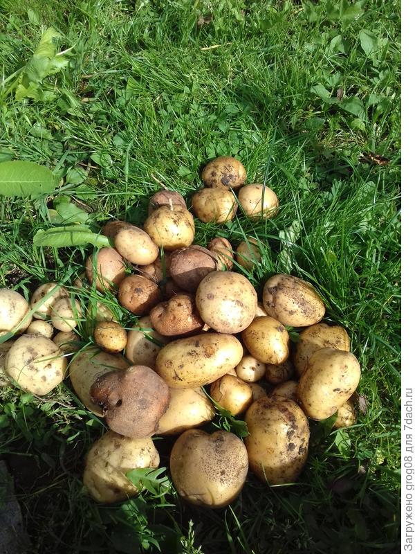 это в целом из под сена