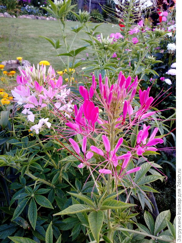 Вот такие &amp;quot;задохлики&amp;quot;! По полтора метра!