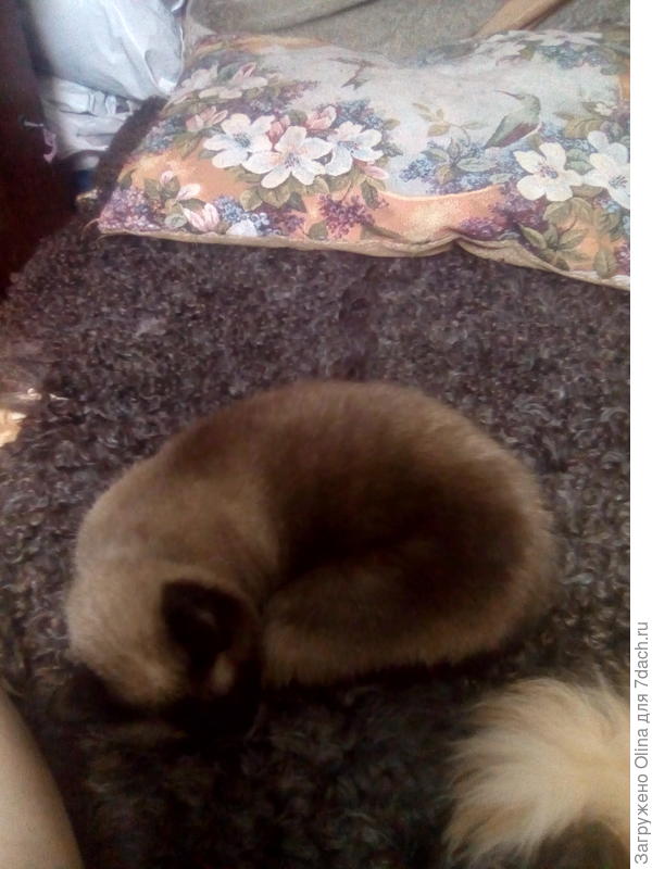 Капитолина