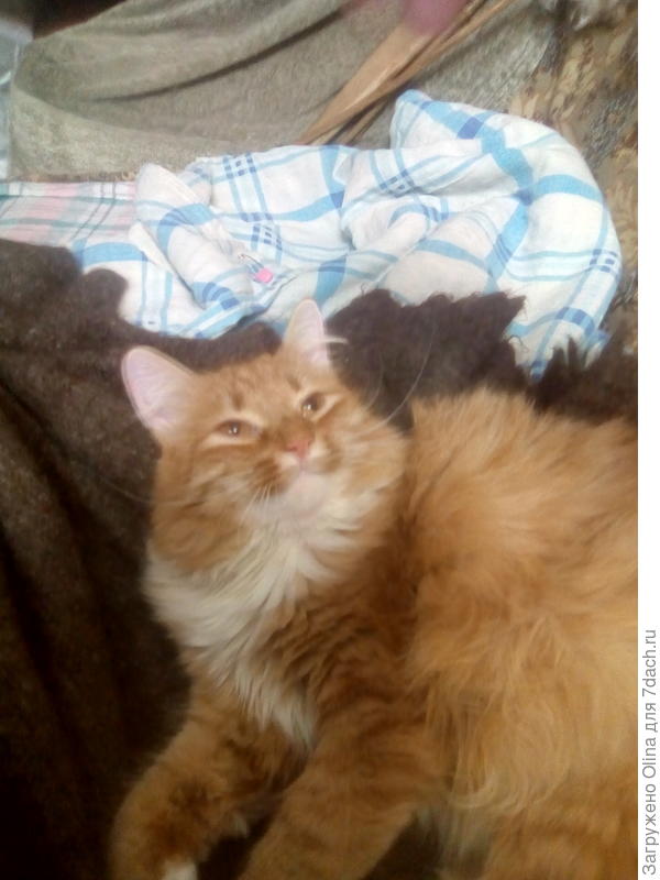 Вот мой Васенька голубчик.