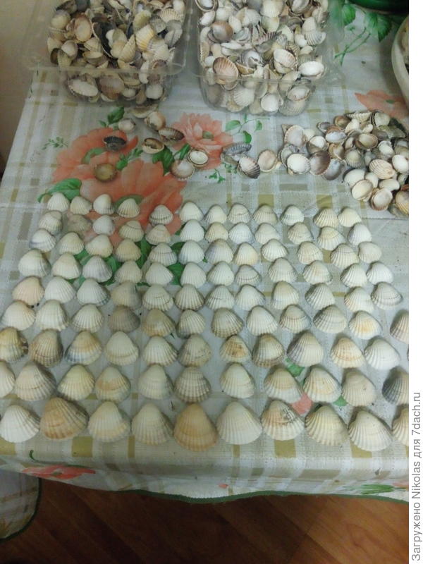 предварительный расклад ракушек по размеру