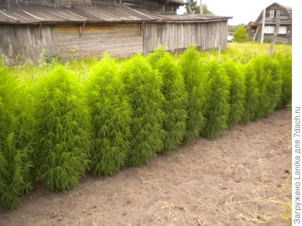 Часть заборчика, не видная с дороги перед домом...