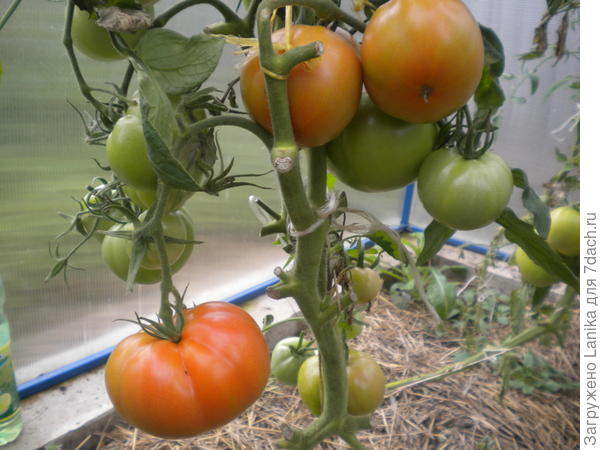 Видна часть фундамента. Каркас из стальной трубы 20х20, поликарбонат - это тепличка под томаты,4х6.