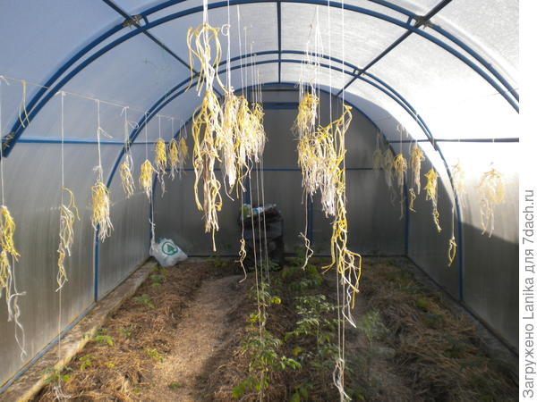 А это весна, рассада уже высажена, но подвязки еще не требует.