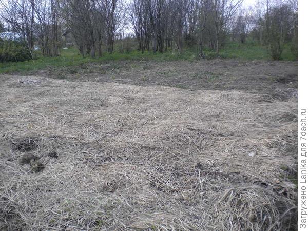 Вот так выглядит участок слева весной уже 2 года - с осени закрыт "толстым-толстым" сена и разного растительного хлама.